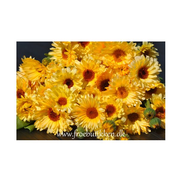Morgenfrue. Calendula officinalis. Kablouna salmon. Fr.