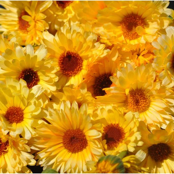 Morgenfrue. Kablouna salmon. Calendula officinalis. Fr.