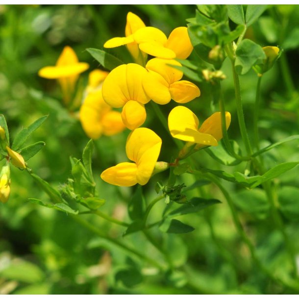 Kllingetand. Lotus corniculatus. Fr.