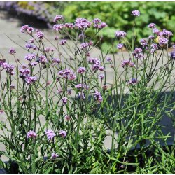 Kmpejernurt. Verbena bonariensis. Fr.