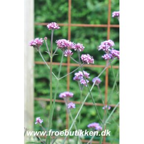 Kmpejernurt. Verbena bonariensis. Fr.