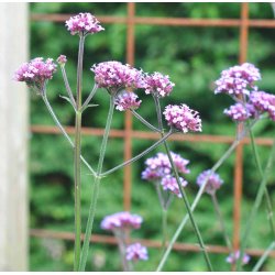 Kmpejernurt. Verbena bonariensis. Fr.