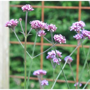 Kmpejernurt. Verbena bonariensis. Fr.