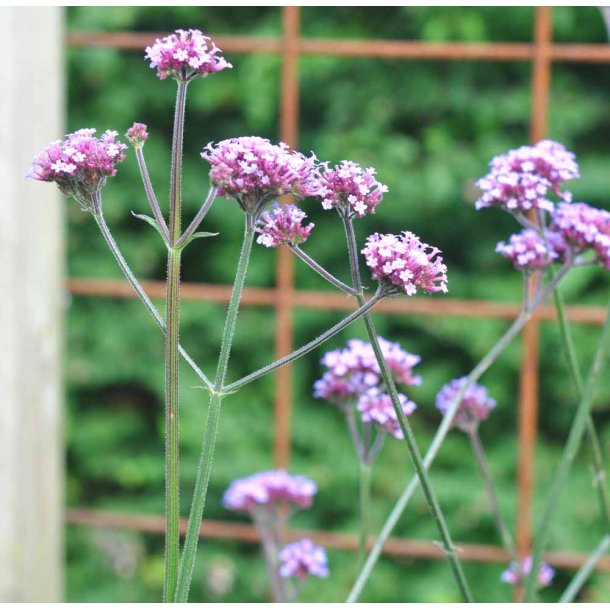 Kmpejernurt. Verbena bonariensis. Fr.