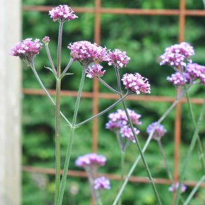 K�mpejernurt fr�. Verbena bonariensis. Ca. 2250 Fr�.