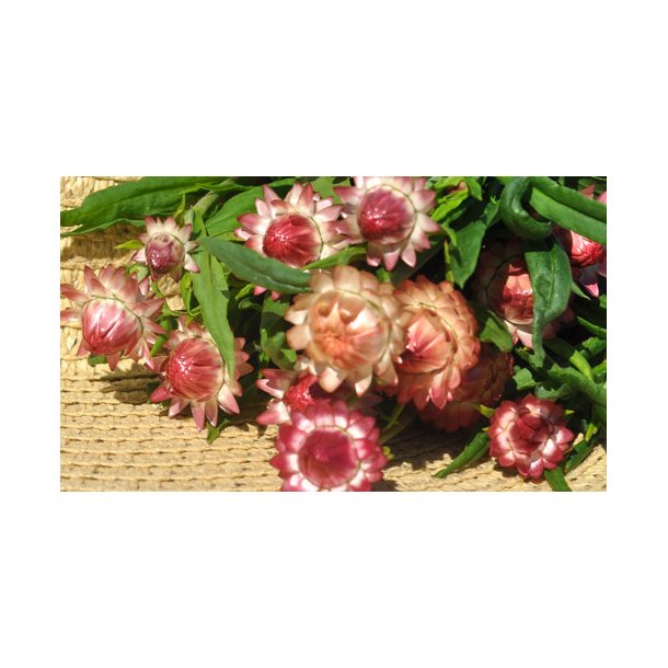 Kmpeevighedsblomster. Salmon-rose. Helichrysum bracteatum. Fr