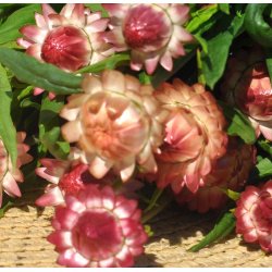 Kmpeevighedsblomster. Salmon-rose. Helichrysum bracteatum. Fr