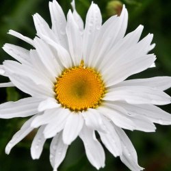 K�mpemargeritter fr�. Chrysanthemum maximum. Alaska. Ca. 1600 Fr�