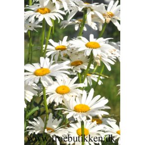 Kmpemargeritter. Chrysanthemum maximum. Alaska. Fr