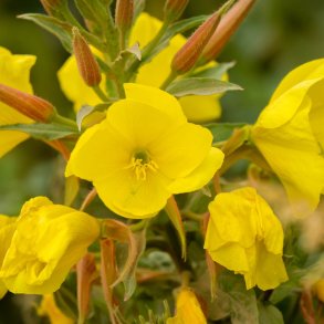 Natlys. K�mpenatlys. Oenothera glazioviana. Fr�.