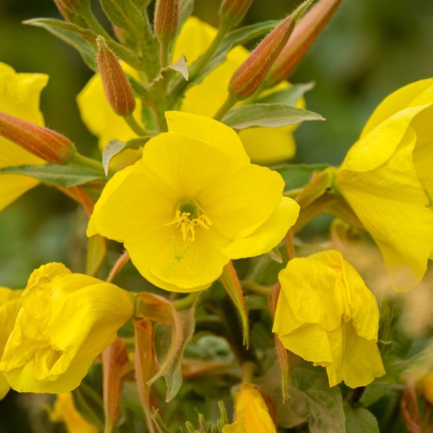 Natlys. K�mpenatlys. Oenothera glazioviana. Fr�.
