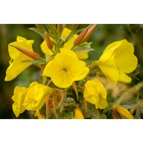 Natlys. Kmpenatlys. Oenothera glazioviana. Fr.