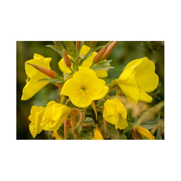 Natlys. Kmpenatlys. Oenothera glazioviana. Fr.