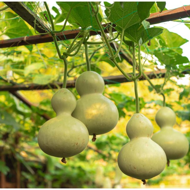 Kalabas fr. Flaskegrskar.Lagenaria siceraria.  Ca. 6 Fr