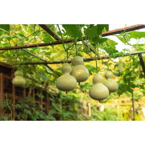 Kalabas. Flaskegrskar.Lagenaria siceraria.  Fr