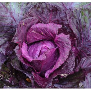 Spidskl. Kalibos. Brassica olerecea var. Conica. Fr