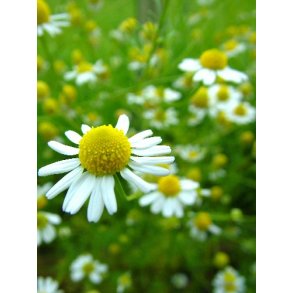 Kamille. Chamaemelum matricaria. Fr.