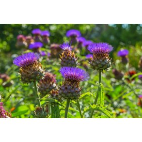 Kardon. Cynara cardunculus. kologisk. Fr