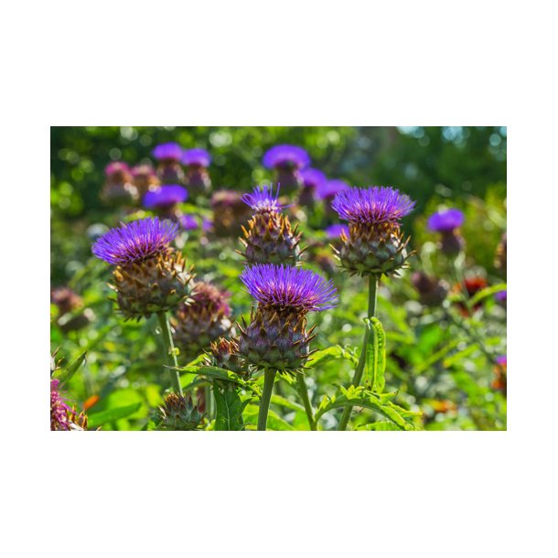 Kardon. Cynara cardunculus. kologisk. Fr