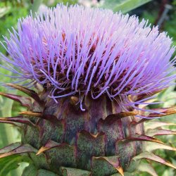 Kardon fr�. Cynara cardunculus. Ca. 20 �kologiske fr�