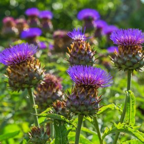 Kardon fr�. Cynara cardunculus. Ca. 20 �kologiske fr�