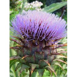 Kardon. Cynara cardunculus. kologisk. Fr