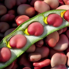 Valske b�nner fr�. Karmazyn. Vicia faba. Ca. 30 Fr�