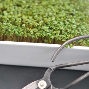 Karse fr�. Lepidium sativum. Ca. 4000 �kologiske fr�.