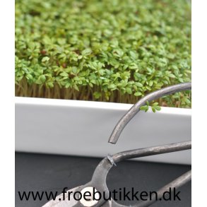 Karse. Lepidium sativum. kologisk. Fr.