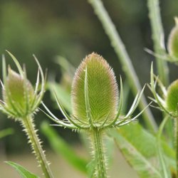 �gte kartebolle fr�. Dipsacus sativus. Ca. 70 Fr�