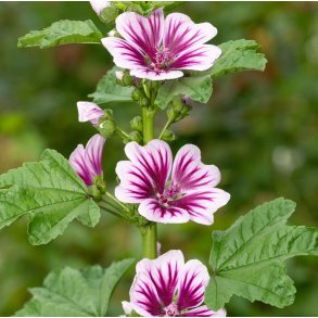 Katost. Malva Sylvestris Zebrina. Fr.