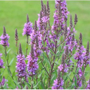 Kattehale. Lythrum salicaria. Fr