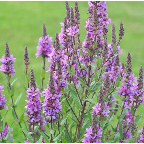 Kattehale. Lythrum salicaria. Fr