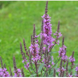 Kattehale. Lythrum salicaria. Fr