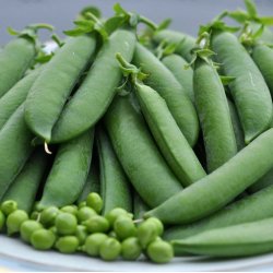 rter. Kelvedon Wonder. Pisum sativum. Fr.