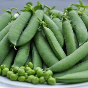 rter. Kelvedon Wonder. Pisum sativum. Fr.