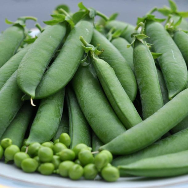 rter. Kelvedon Wonder. Pisum sativum. Fr.