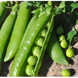 rter. Kelvedon Wonder. Pisum sativum. Fr.