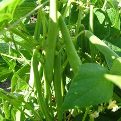 B�nner fr�. Canadian wonder. Kidney. Phaseolus vulgaris. Buskb�nner. Ca. 30 Fr�.