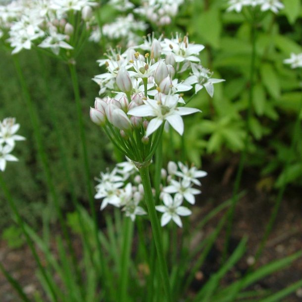 Kinapurl�g fr�. Allium tuberosum. Ca. 900 Fr�.