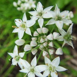 Kinapurl�g fr�. Allium tuberosum. Ca. 900 Fr�.