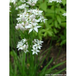 Kinapurlg. Allium tuberosum. Fr.