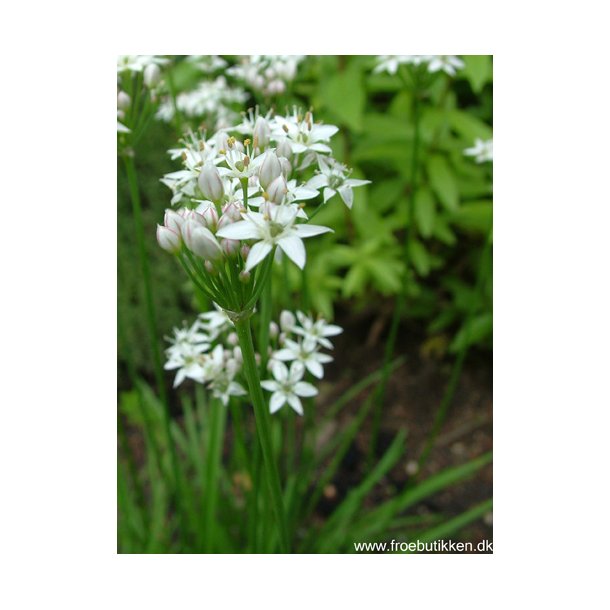 Kinapurlg. Allium tuberosum. ID1963-9011. Fr.