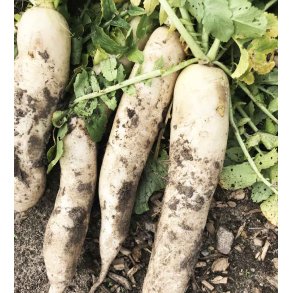 Kinaradise. April cross. F1. Fr