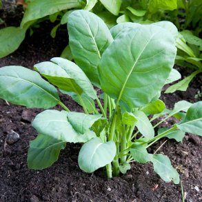 Kinesisk broccoli fr�. Kailaan. Brassica oleracea. Ca. 350 Fr�