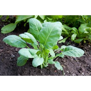 Kinesisk broccoli. Kailaan. Brassica oleracea. Fr