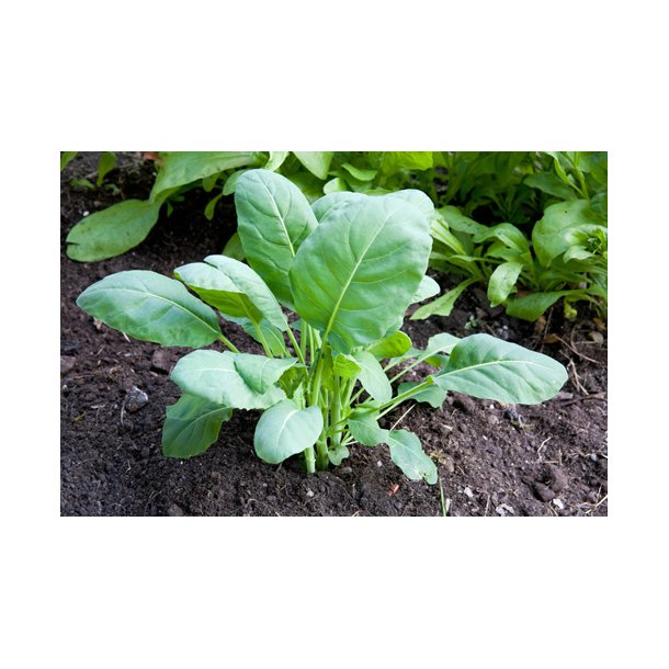 Kinesisk broccoli. Kailaan. Brassica oleracea. Fr