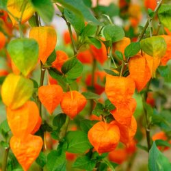 Japanske lygter / J�dekirseb�r fr�. Physalis alkekengi franchetii. Ca. 150 Fr�