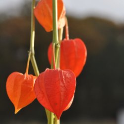 Japanske lygter / Jdekirsebr fr. Physalis alkekengi franchetii. Ca. 150 Fr