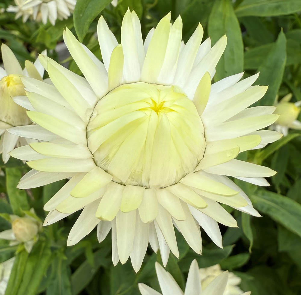 Evighedsblomster i ny farve